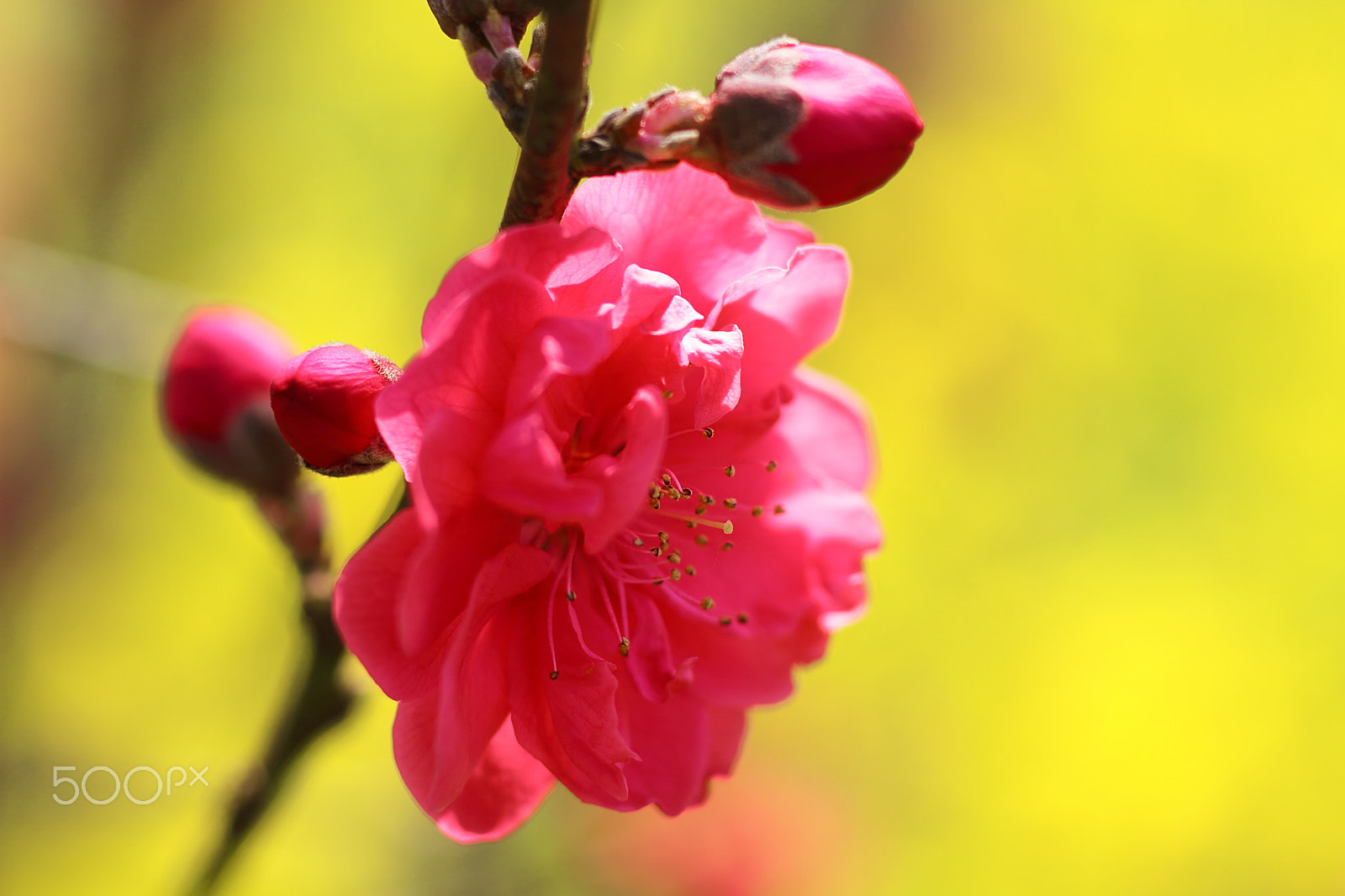 Canon EOS 7D sample photo. "ume" plum blossoms photography