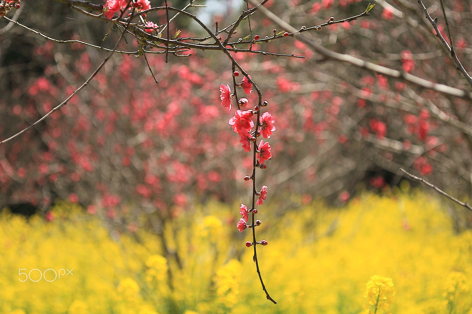 Canon EOS 7D + Canon EF 50mm F1.8 II sample photo. "ume" plum blossoms photography
