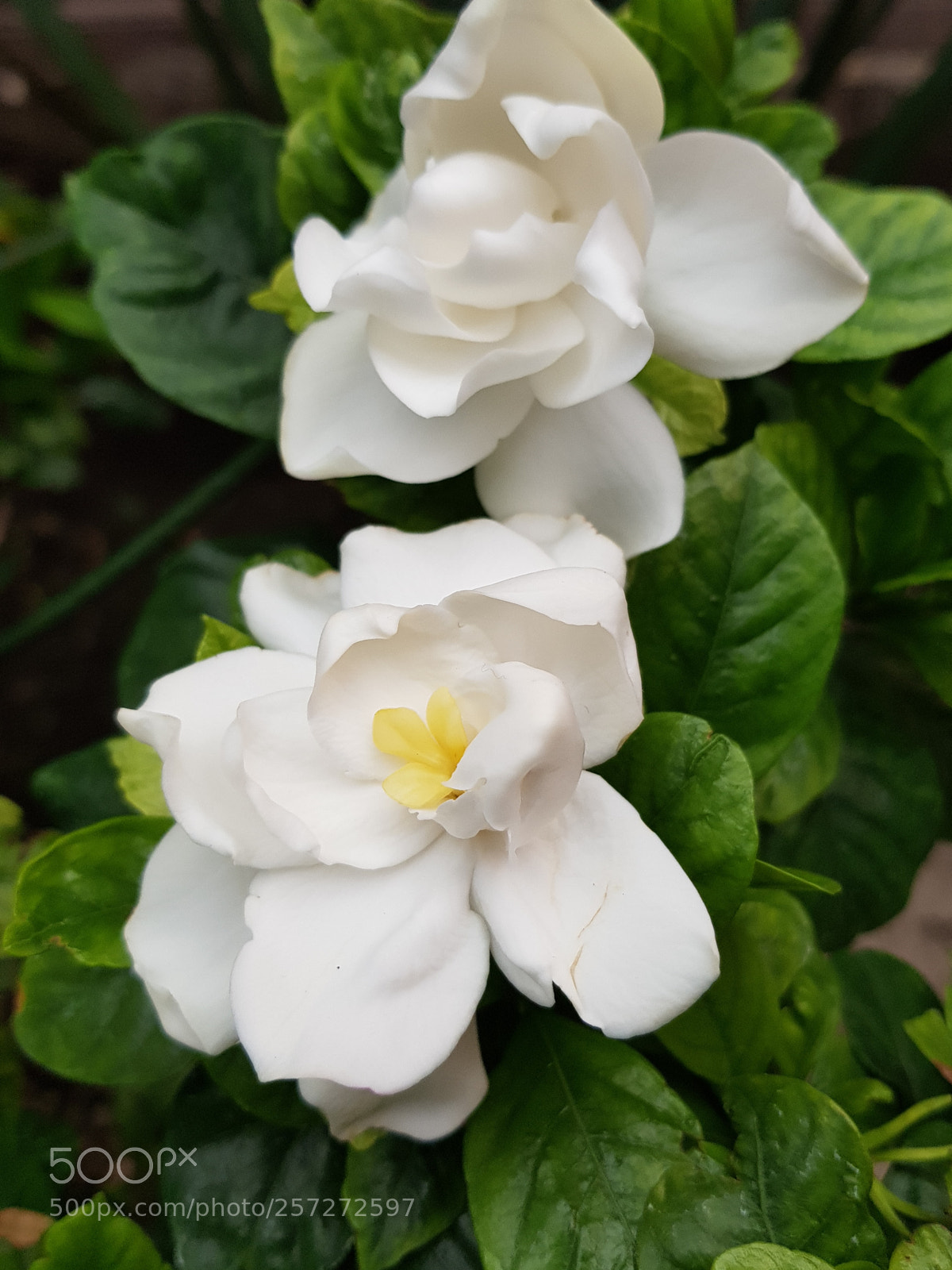Samsung Galaxy S8+ sample photo. Beautiful and aromatic gardenia photography