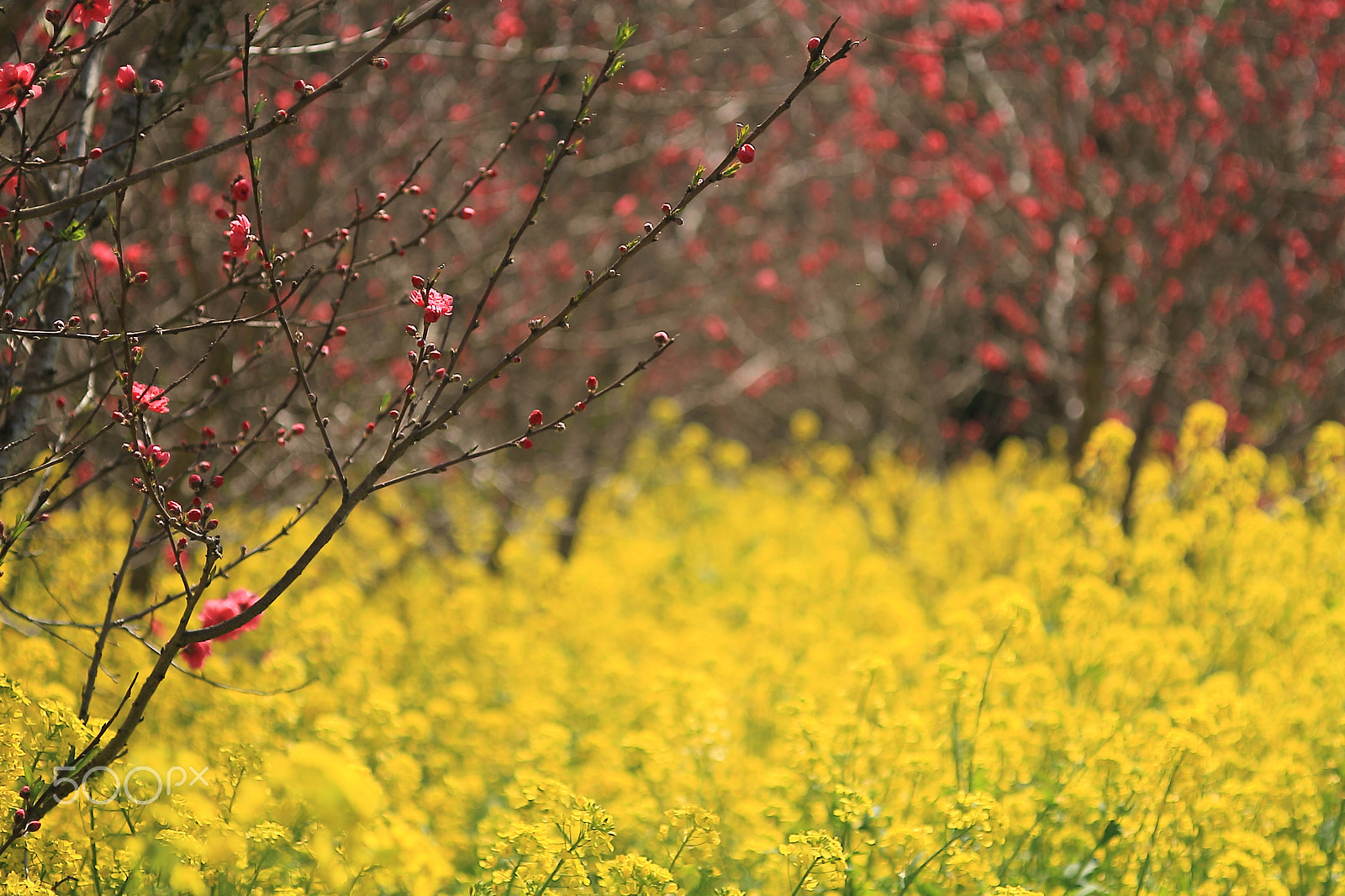 Canon EOS 7D + Canon EF 50mm F1.8 II sample photo. "ume" plum blossoms photography