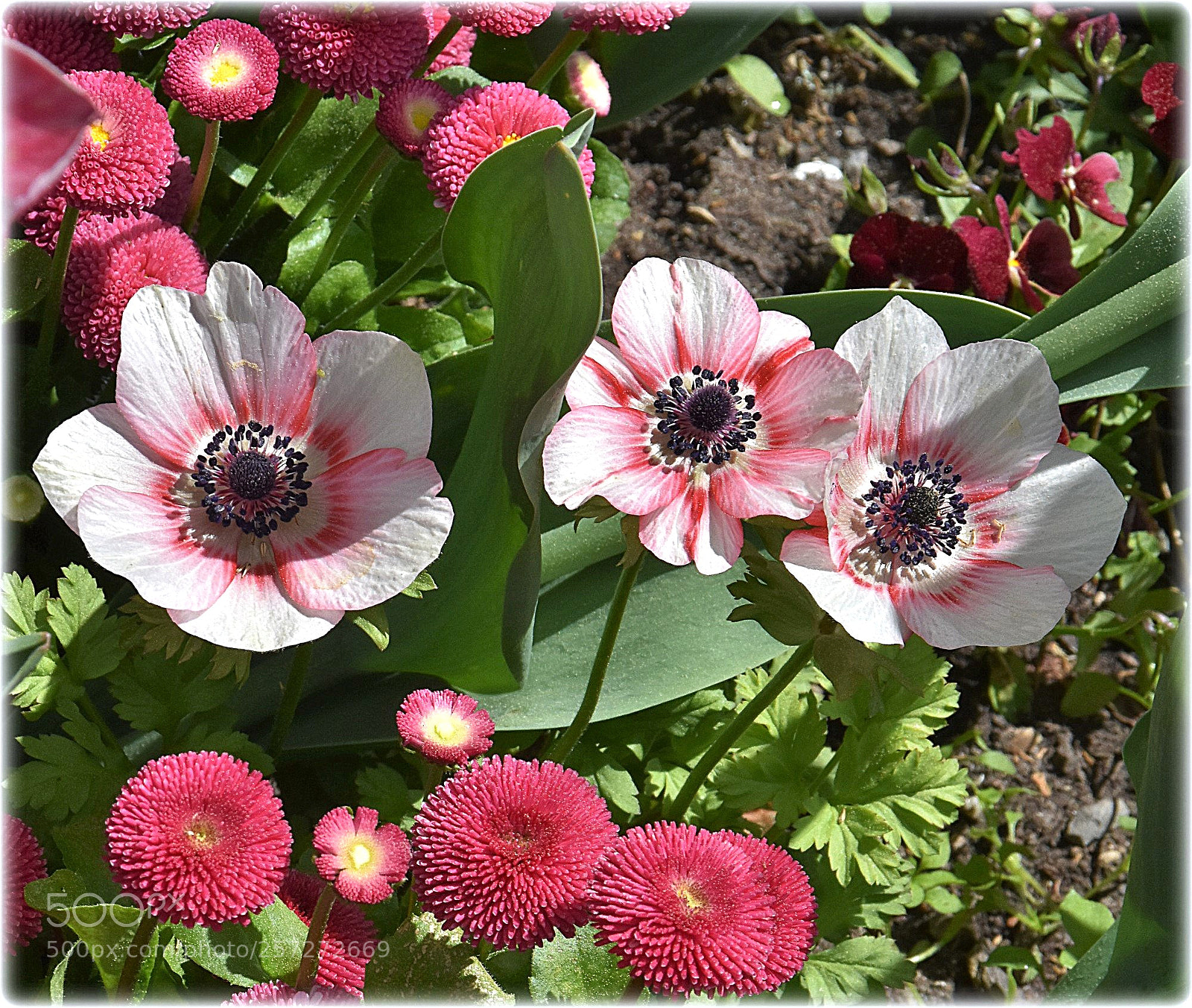 Nikon D7200 sample photo. "three" photography