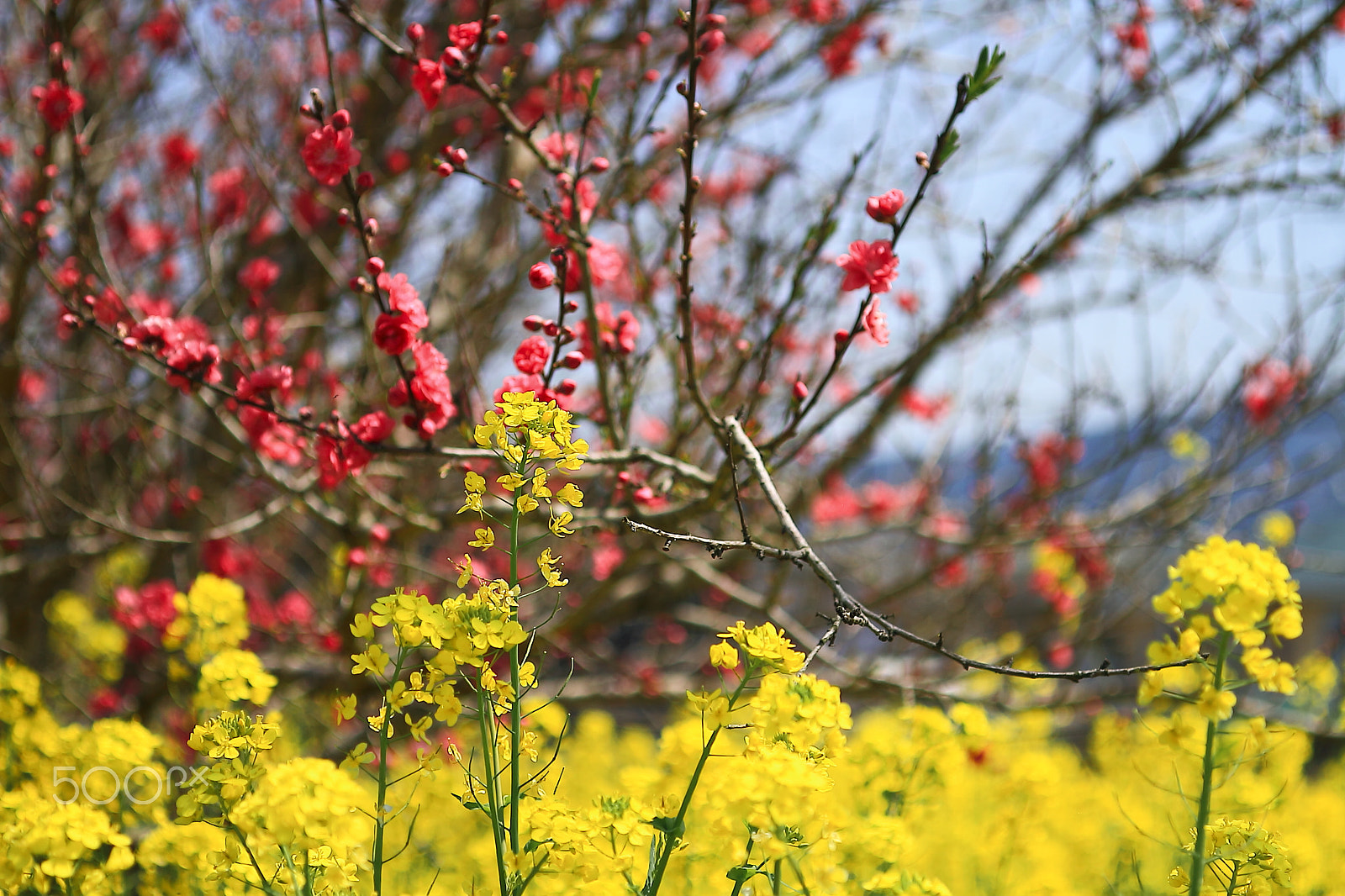 Canon EOS 7D + Canon EF 50mm F1.8 II sample photo. "ume" plum blossoms photography