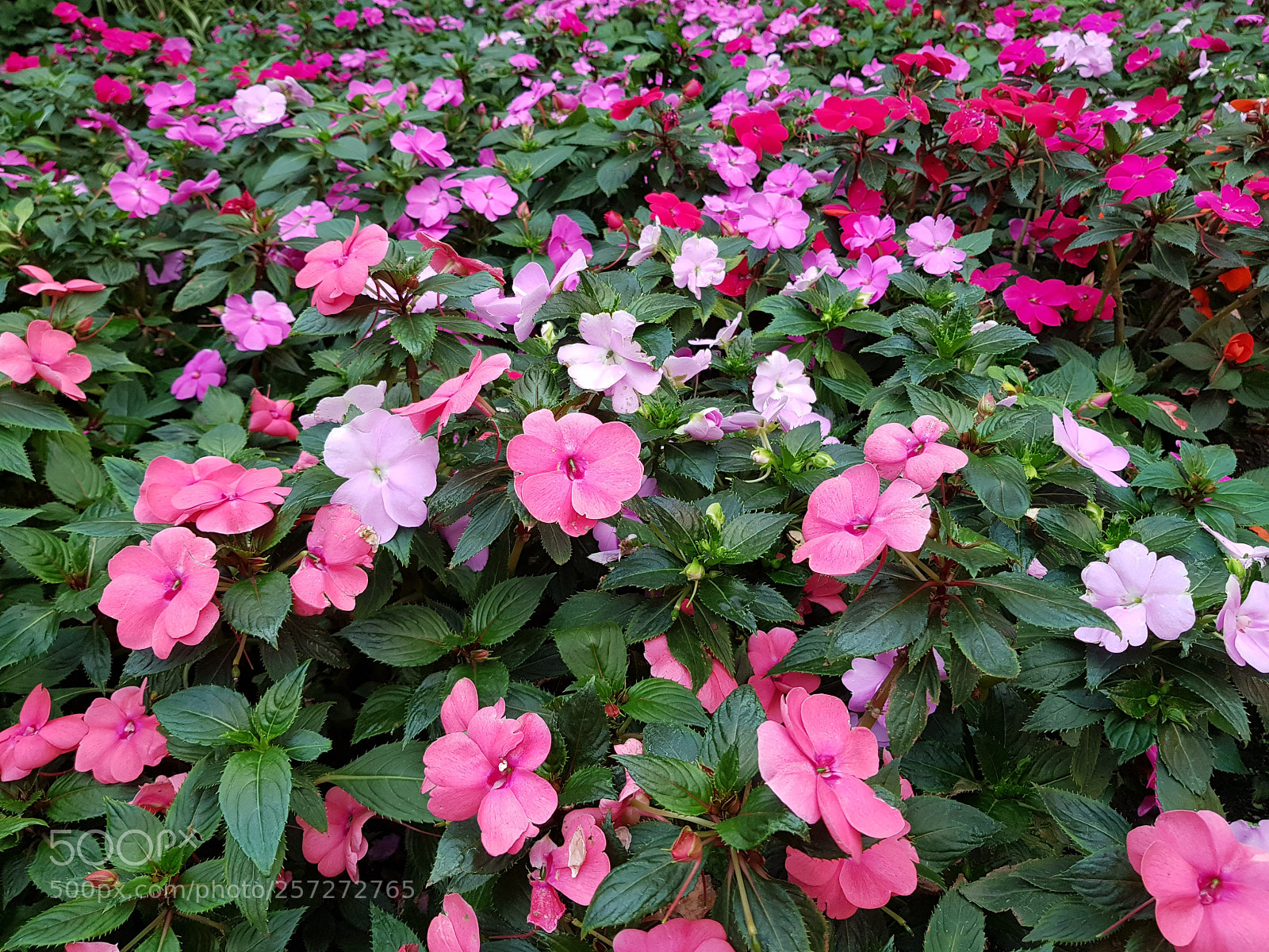 Samsung Galaxy S8+ sample photo. Beautiful colorful garden with photography