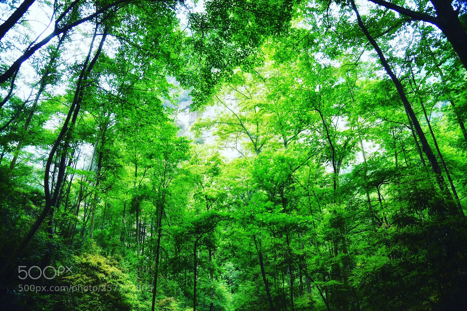 Nikon D750 sample photo. Lost in woods photography
