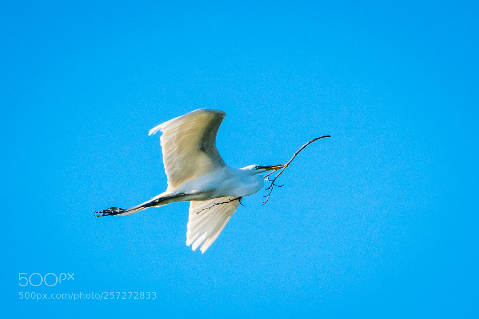 Sony a7R III sample photo. Nest building season photography
