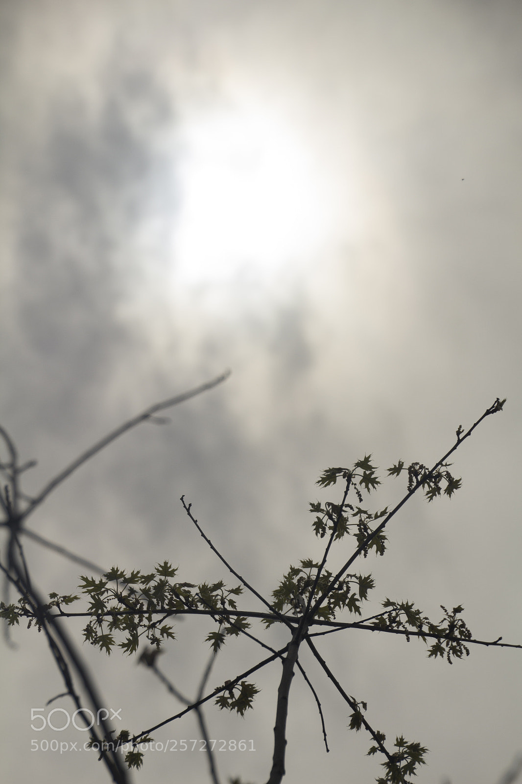 Canon EOS 1200D (EOS Rebel T5 / EOS Kiss X70 / EOS Hi) sample photo. Sun shining through clouds. photography