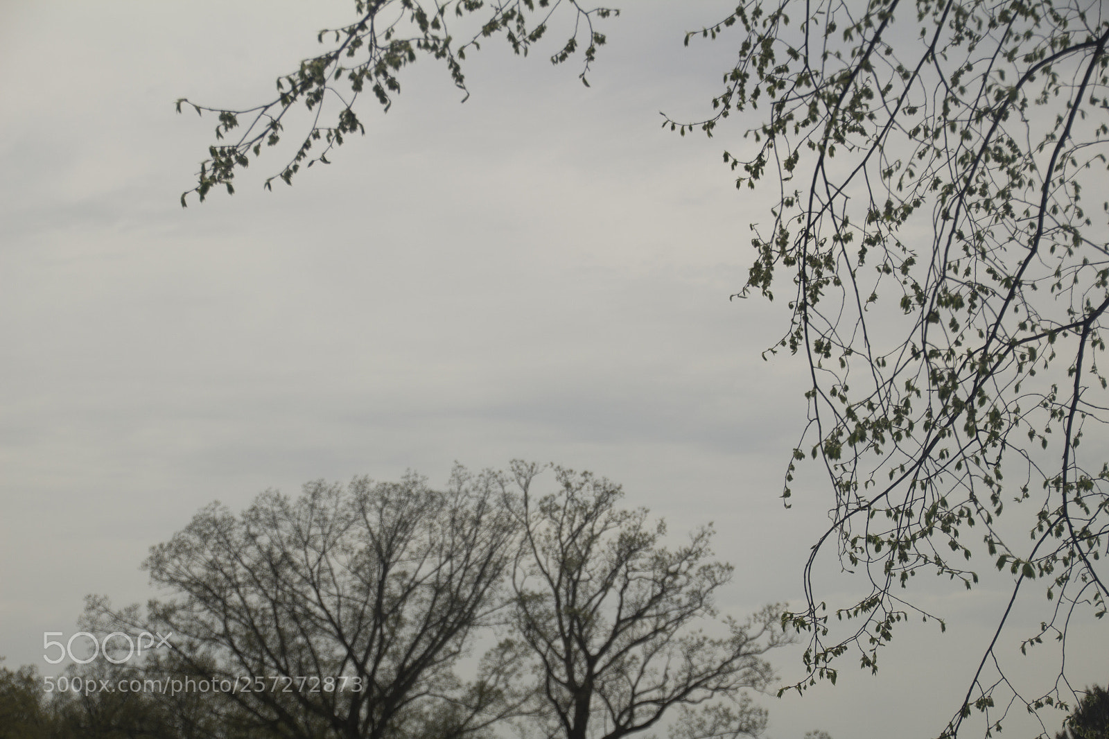 Canon EOS 1200D (EOS Rebel T5 / EOS Kiss X70 / EOS Hi) sample photo. Branches under a stormy photography