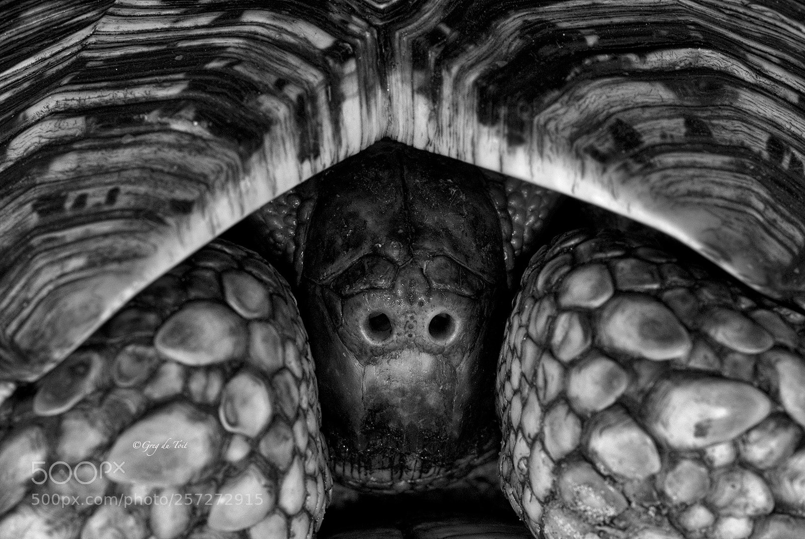 Nikon D200 sample photo. Tortoise photography