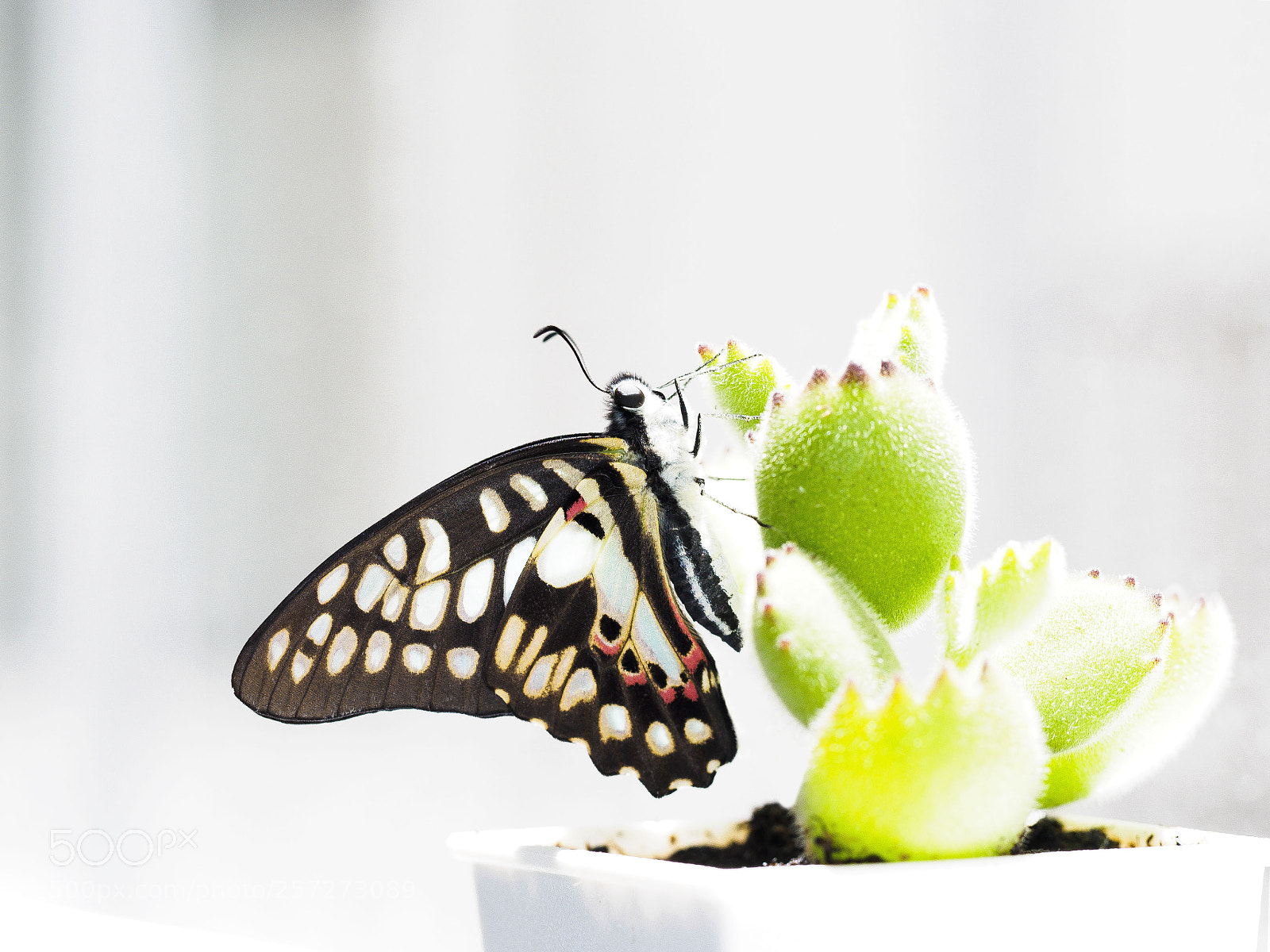 Olympus OM-D E-M5 II sample photo. Butterfly ft. succulent plant photography