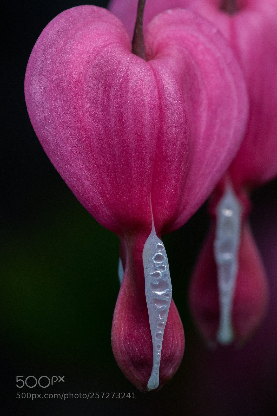 Nikon D750 sample photo. About to burst photography