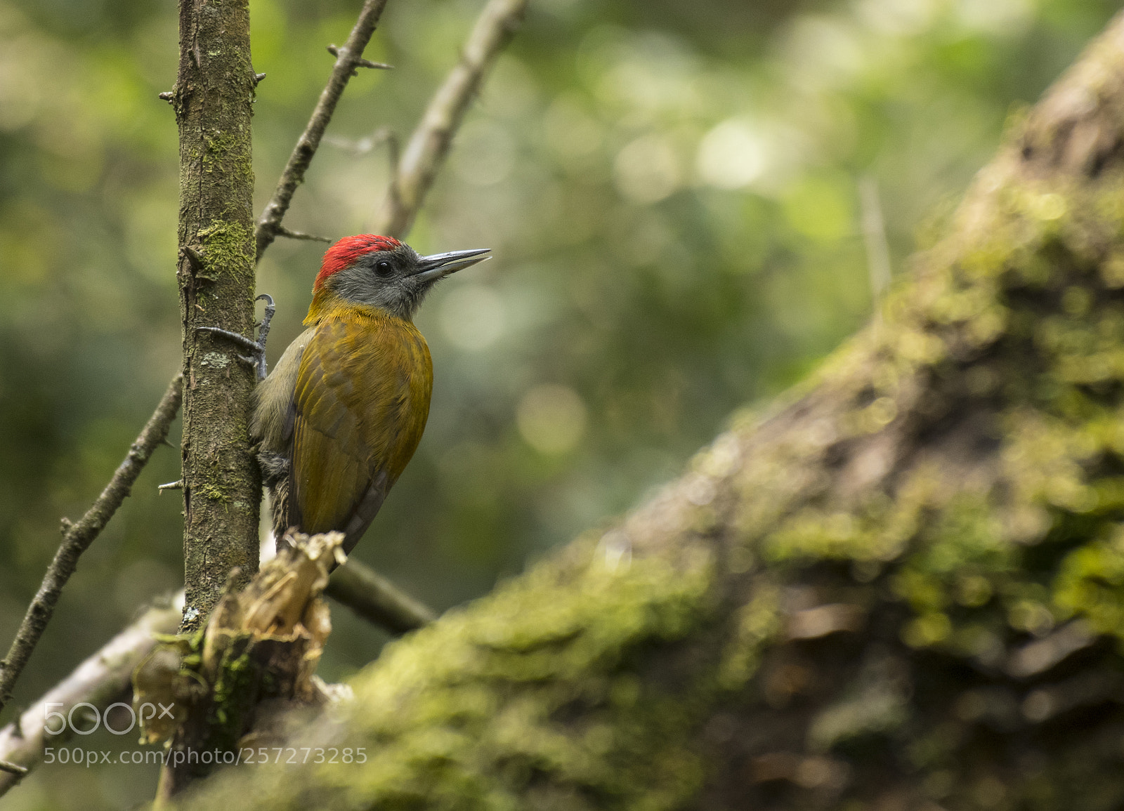 Nikon D500 sample photo. Olive woodpecker photography