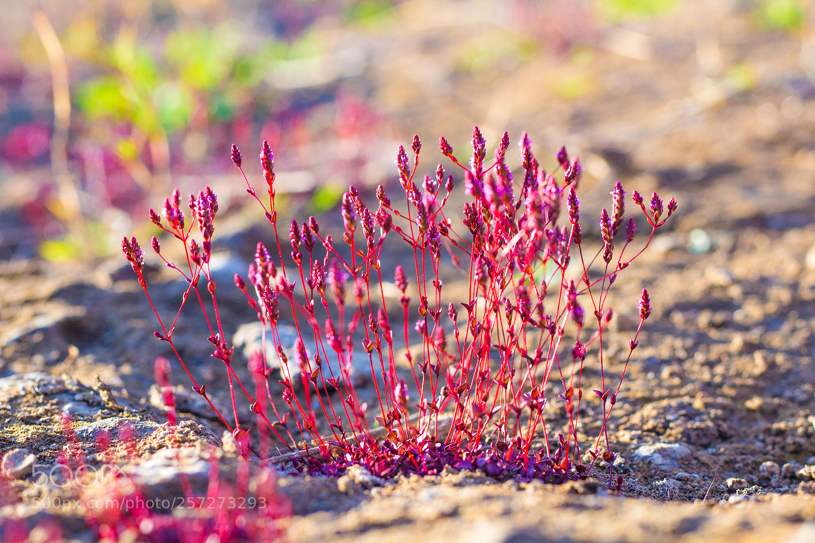 Canon EOS 700D (EOS Rebel T5i / EOS Kiss X7i) sample photo. Pink grass flowers photography