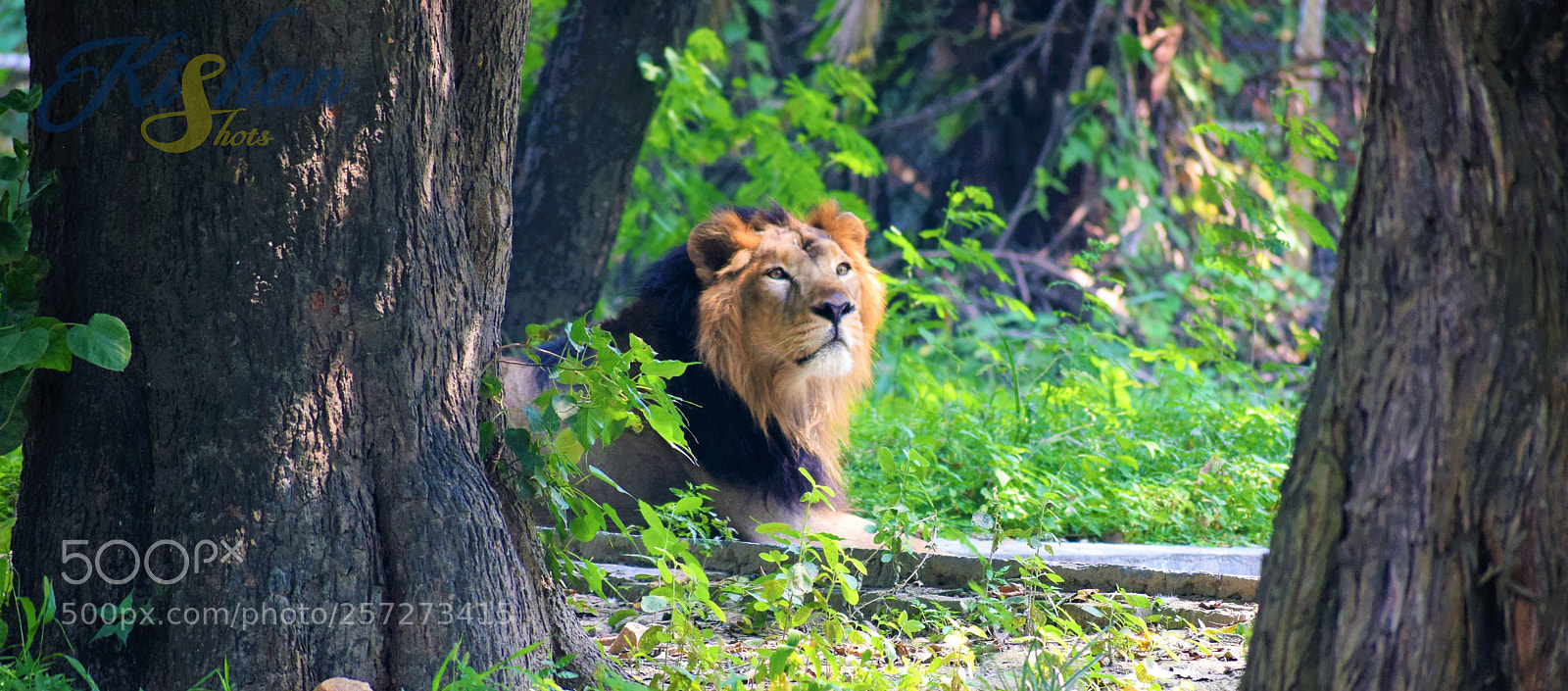 Nikon D3300 sample photo. Jungle king photography