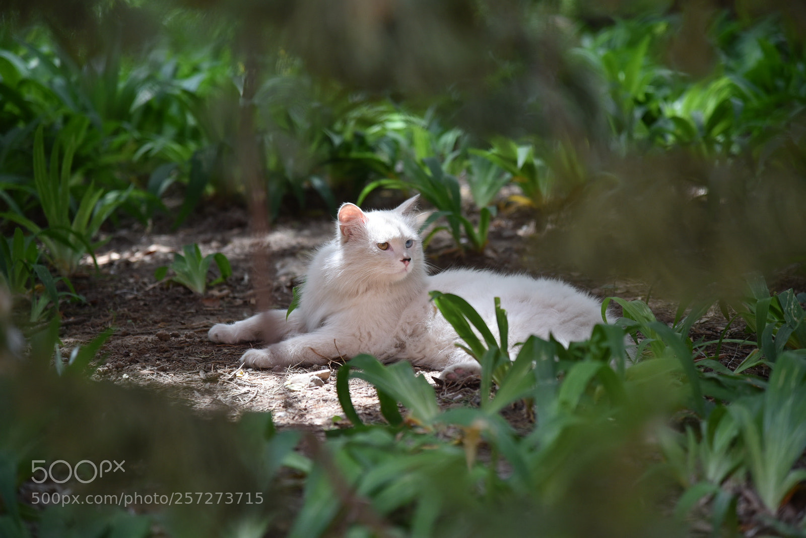 Nikon AF-S Nikkor 24-120mm F4G ED VR sample photo. Untitled photography