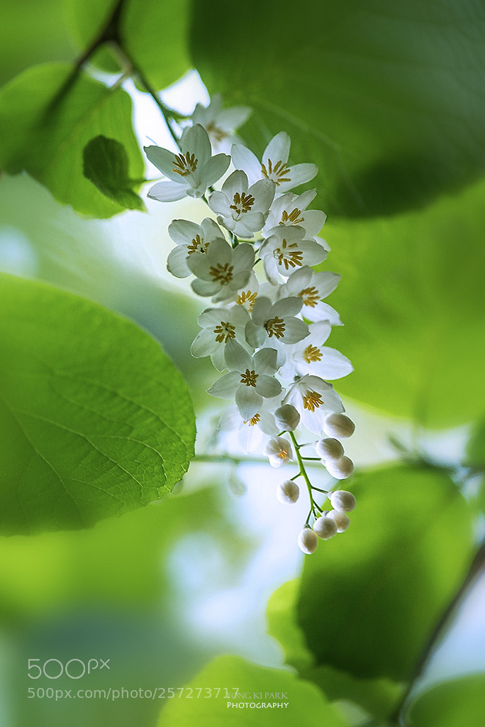 Pentax K-1 sample photo. At the garden of photography
