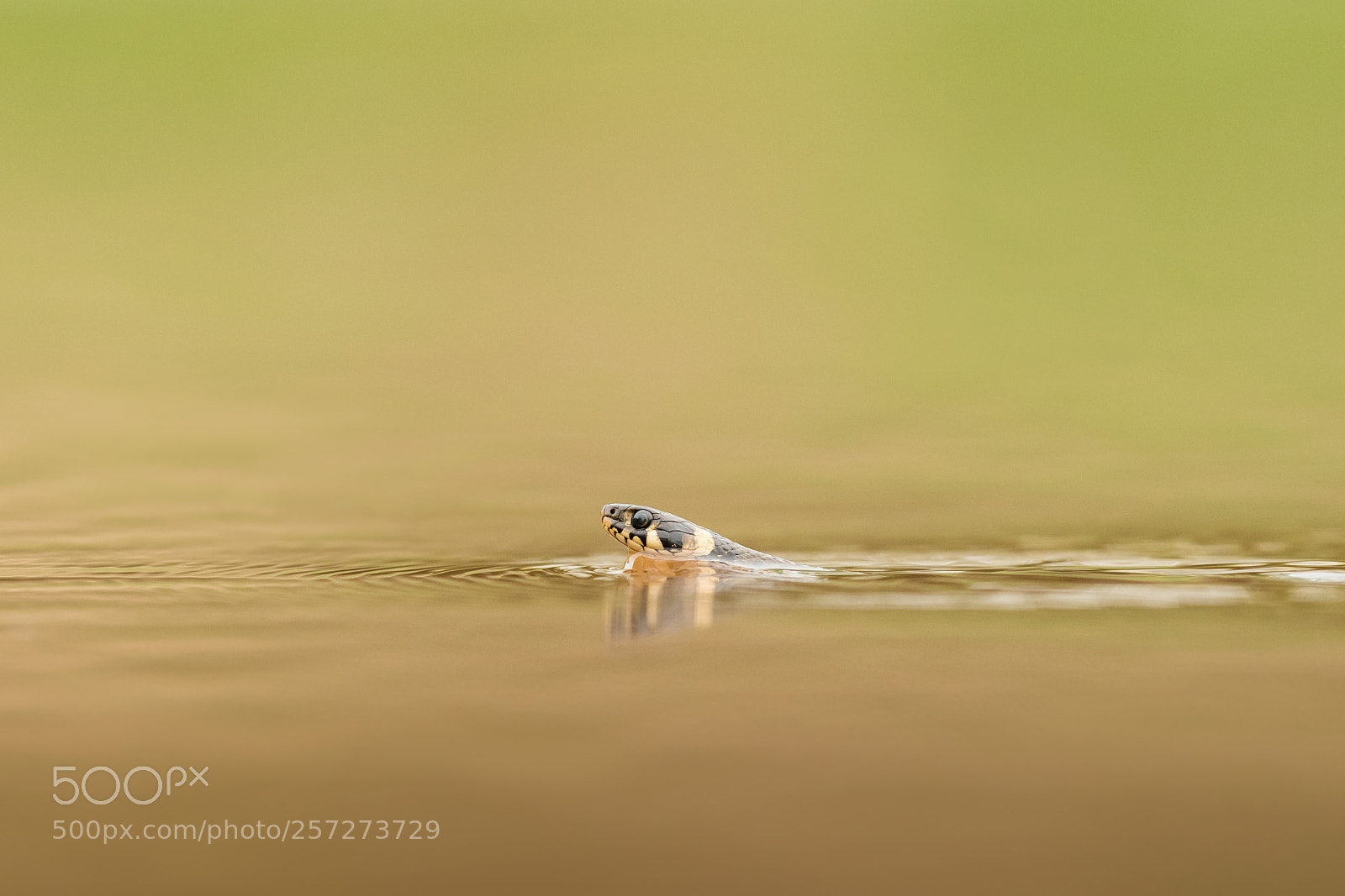 Nikon D500 sample photo. Grass snake photography