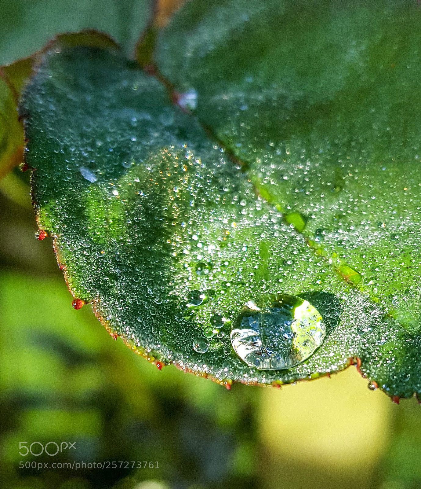 Samsung Galaxy S6 sample photo. Morning dew photography