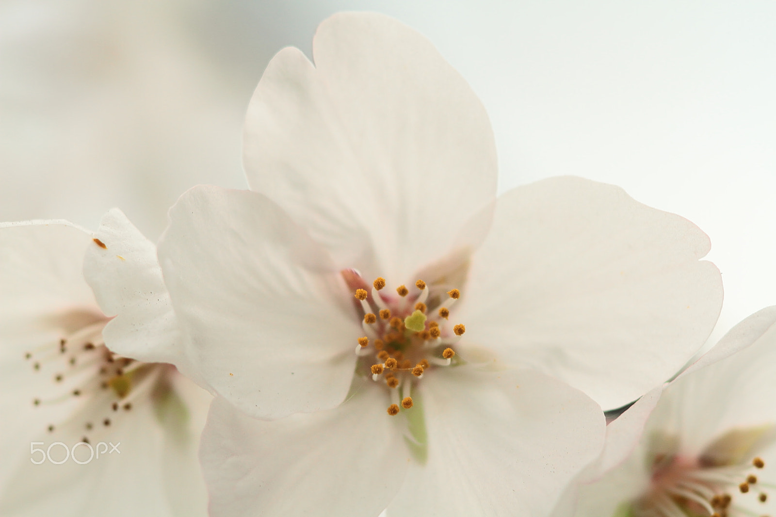 Canon EOS 7D + Canon EF 50mm F1.8 II sample photo. Cherry blossoms photography