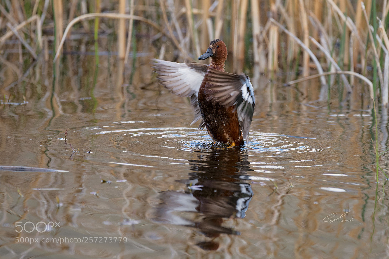 Nikon D810 sample photo. Cinnamon strut photography