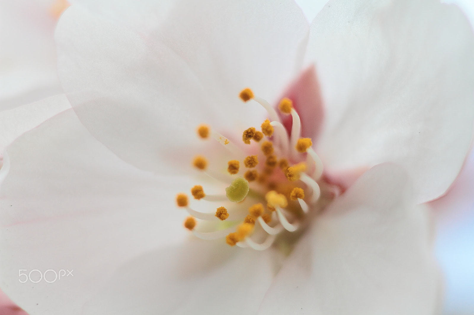 Canon EOS 7D + Canon EF 50mm F1.8 II sample photo. Cherry blossoms photography