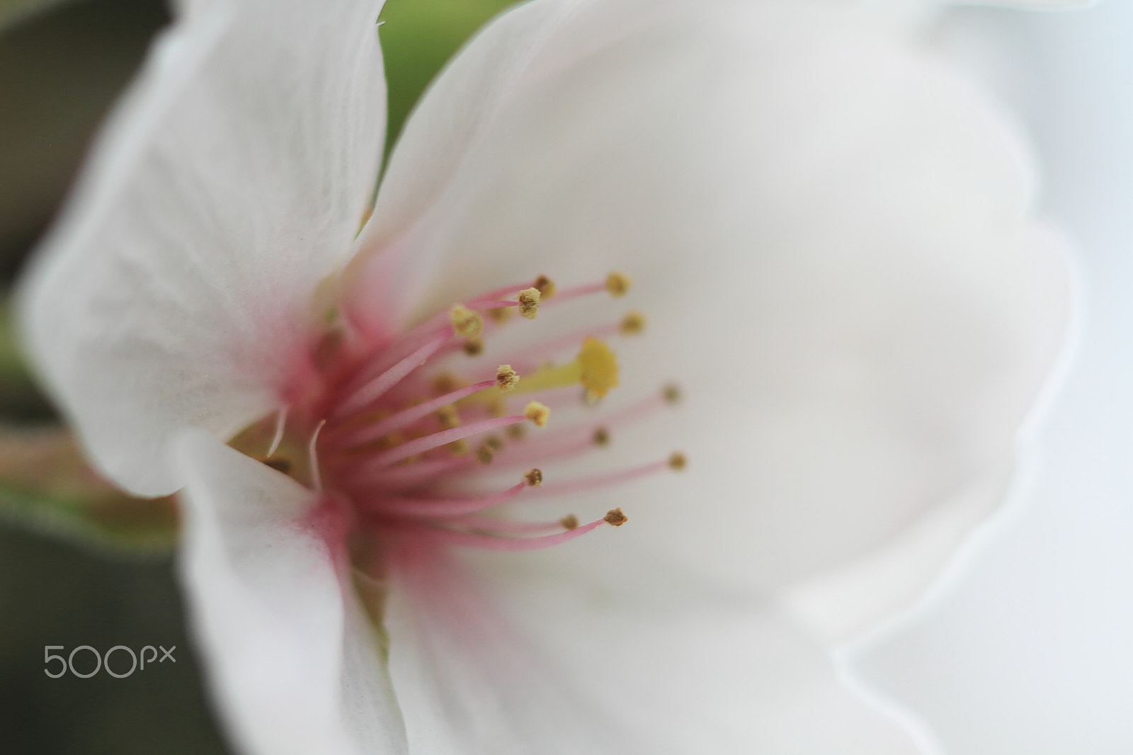Canon EOS 7D + Canon EF 50mm F1.8 II sample photo. Cherry blossoms photography