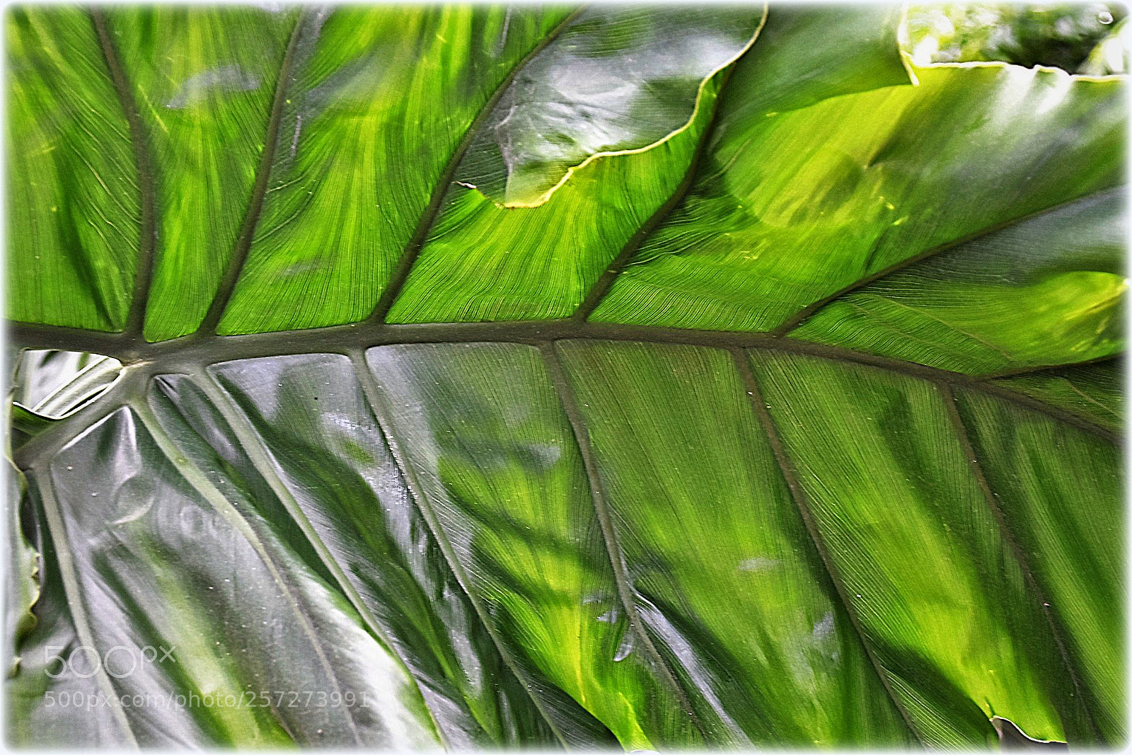 Nikon D7200 sample photo. "leaf" photography