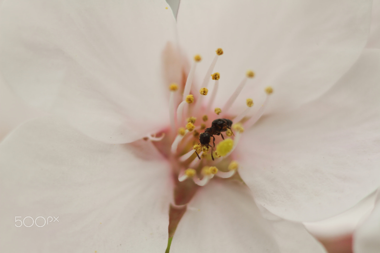 Canon EOS 7D sample photo. Ant on the cherry blossoms photography