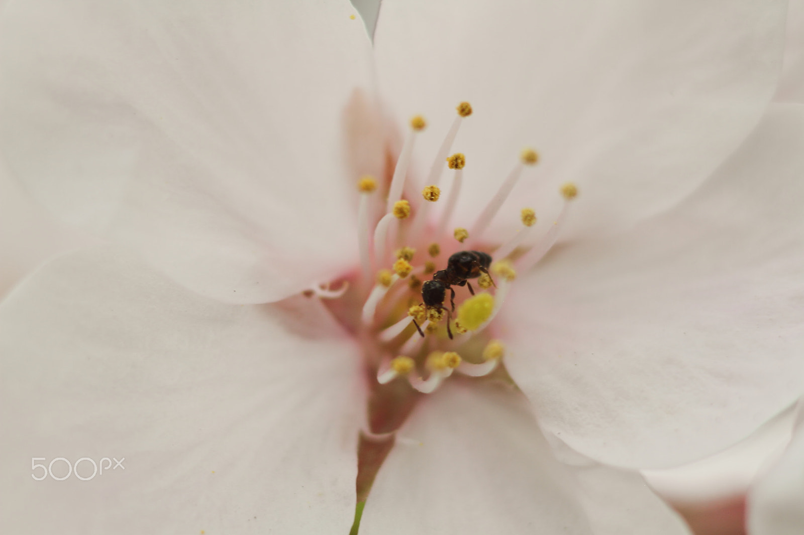Canon EOS 7D + Canon EF 50mm F1.8 II sample photo. Ant on the cherry blossoms photography