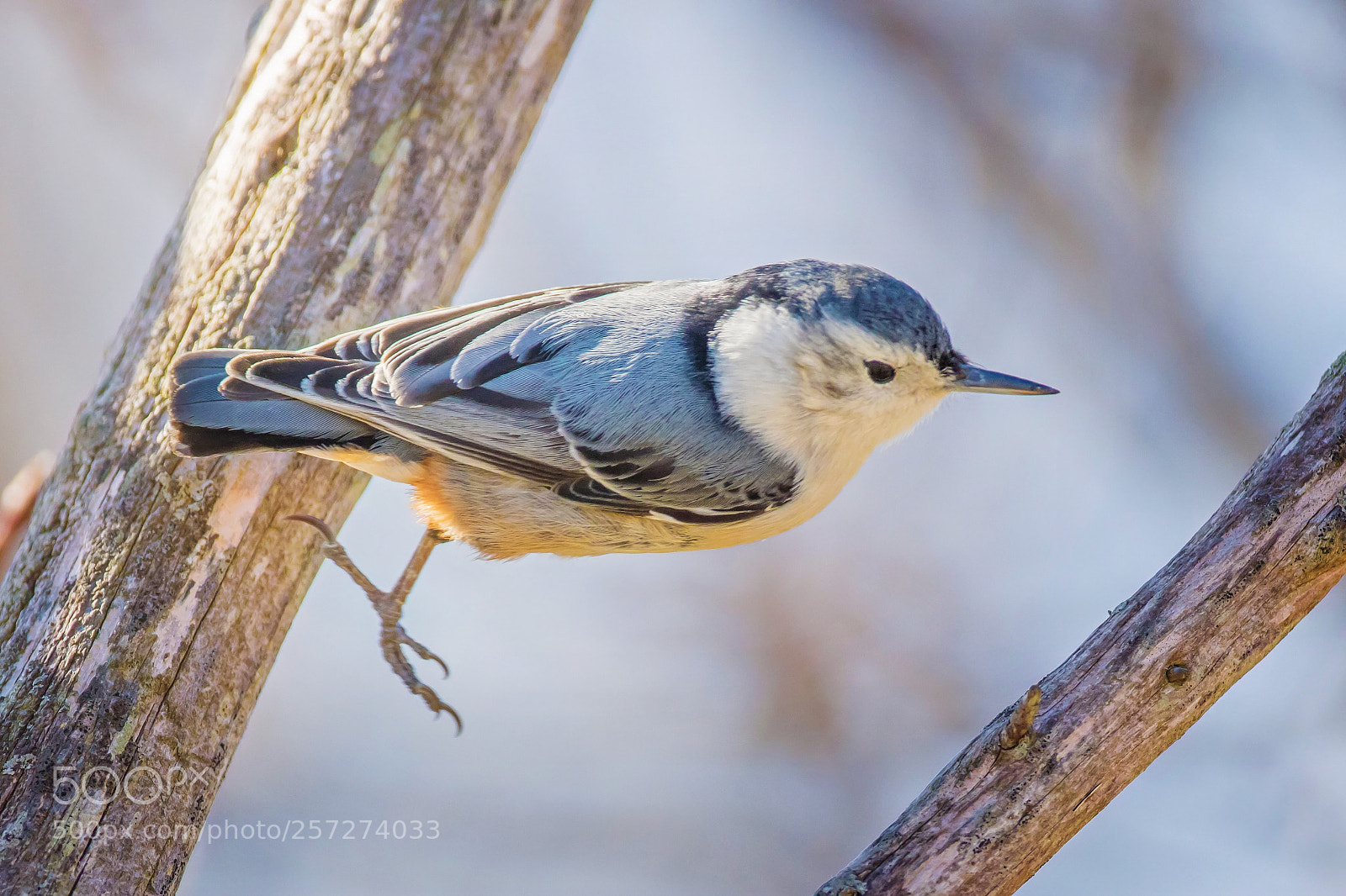 Canon EOS 7D Mark II sample photo. Jumper photography