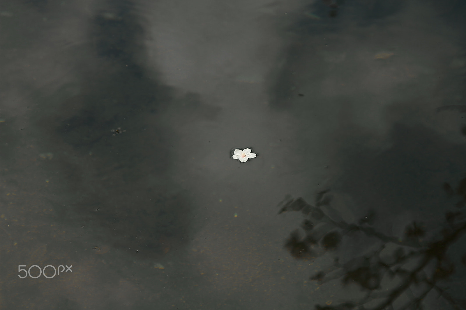 Canon EOS 7D + Canon EF 50mm F1.8 II sample photo. Floating cherry blossom photography
