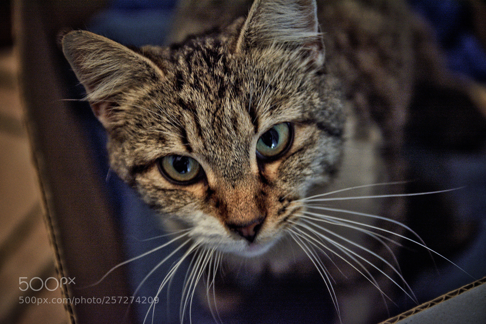 Nikon D7200 sample photo. Untitled photography