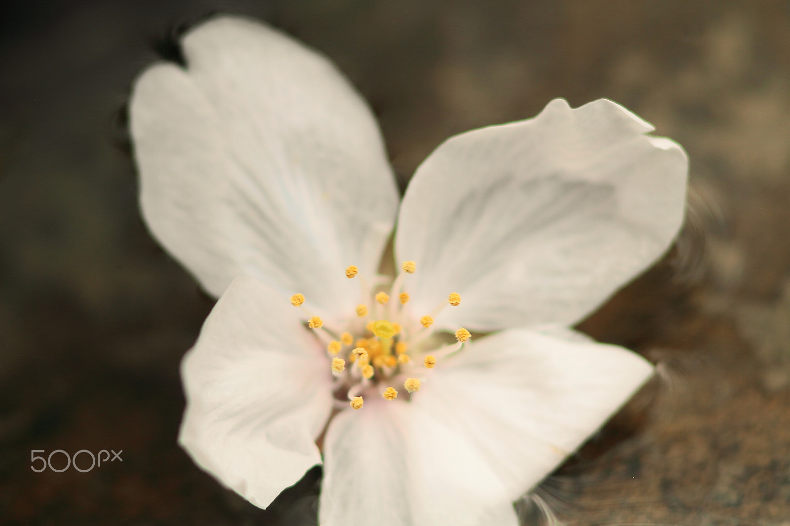Canon EOS 7D + Canon EF 50mm F1.8 II sample photo. Floating cherry blossoms photography
