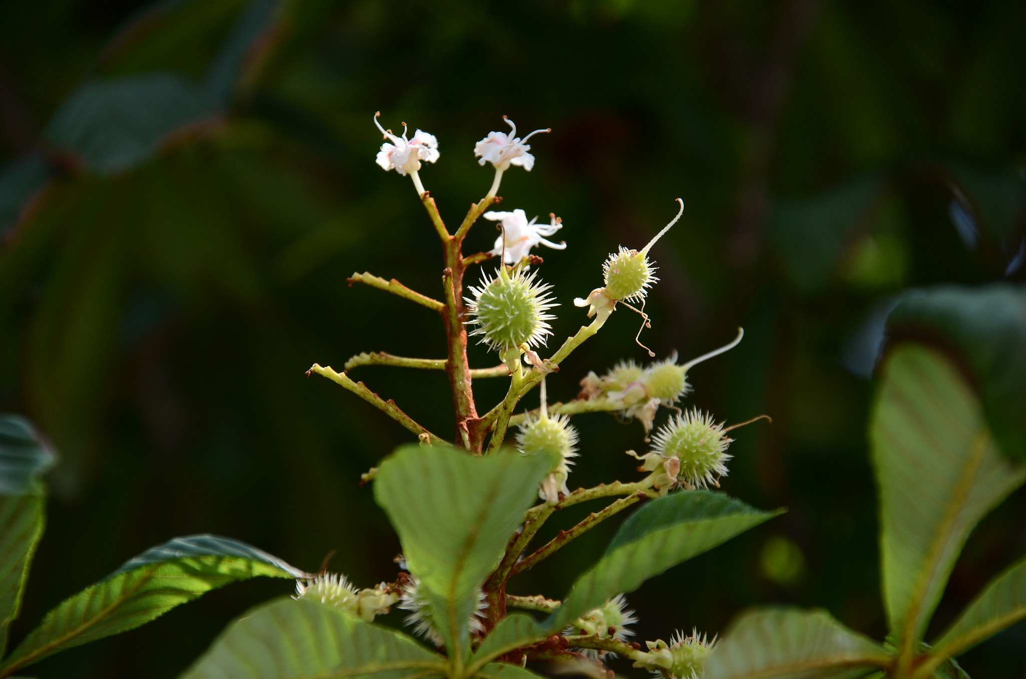 Sigma 18-200mm F3.5-6.3 DC OS HSM sample photo. Spring photography