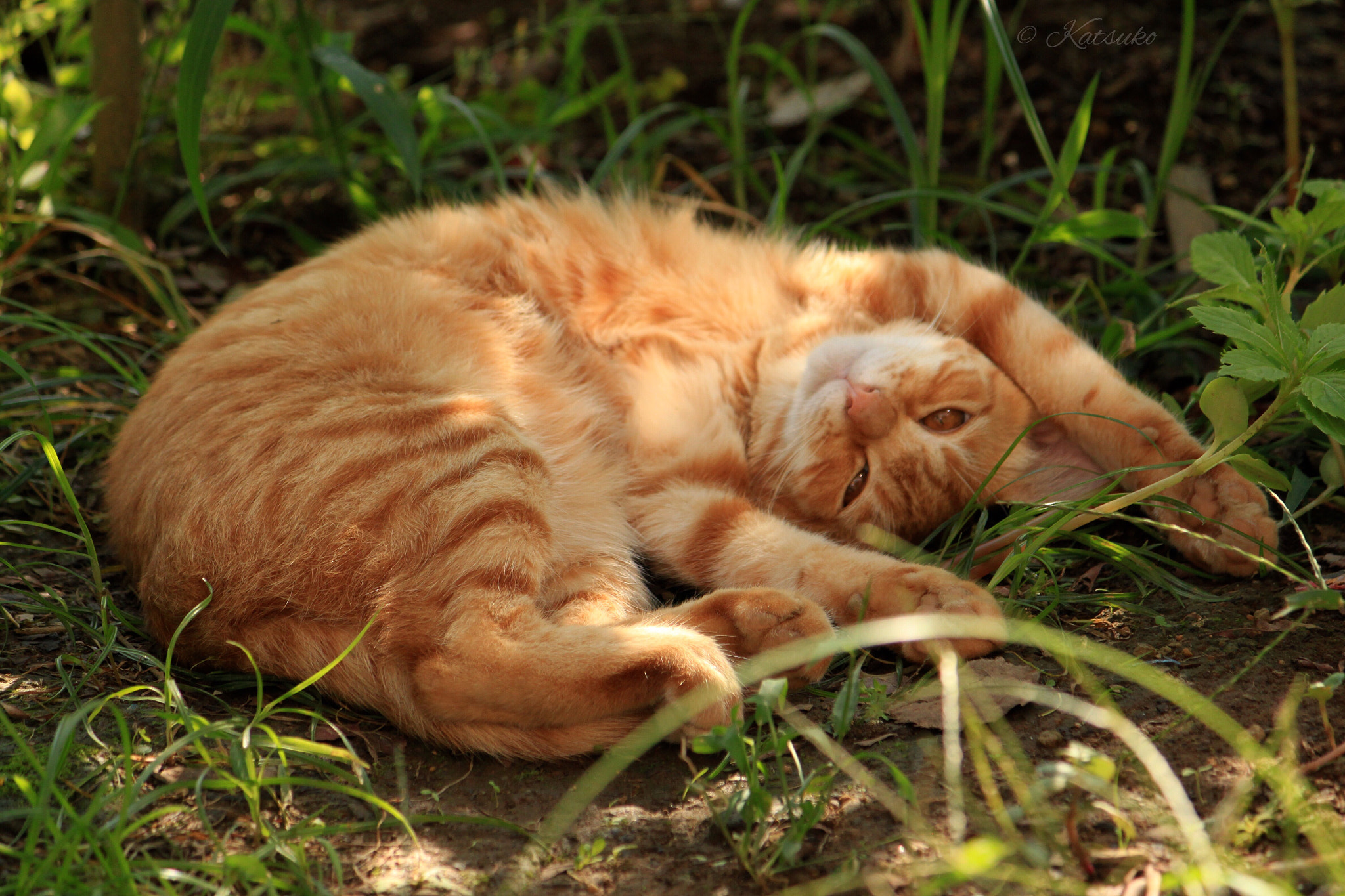 Canon EOS 500D (EOS Rebel T1i / EOS Kiss X3) sample photo. Red tabby cat photography