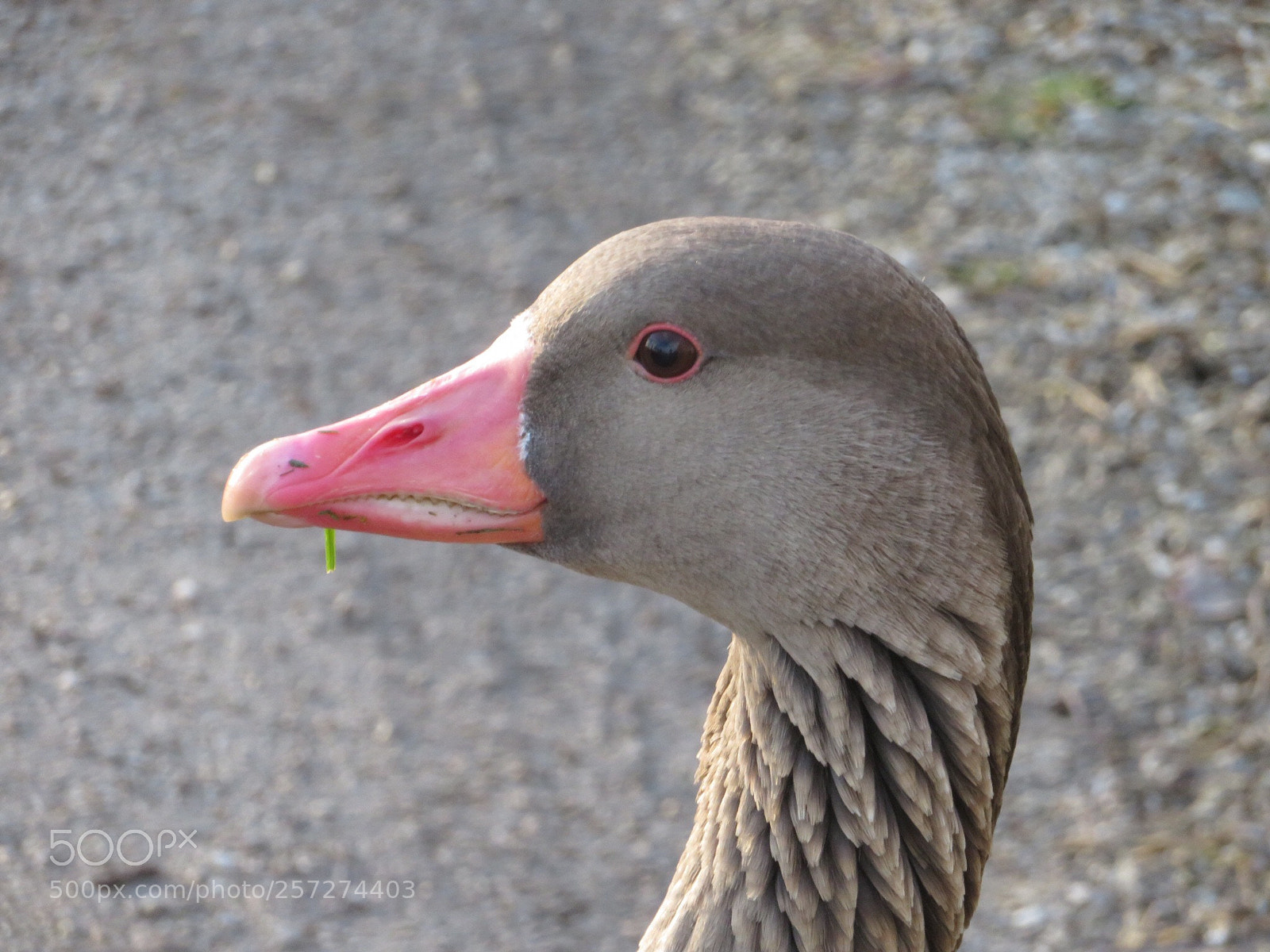 Canon PowerShot SX720 HS sample photo. Untitled photography