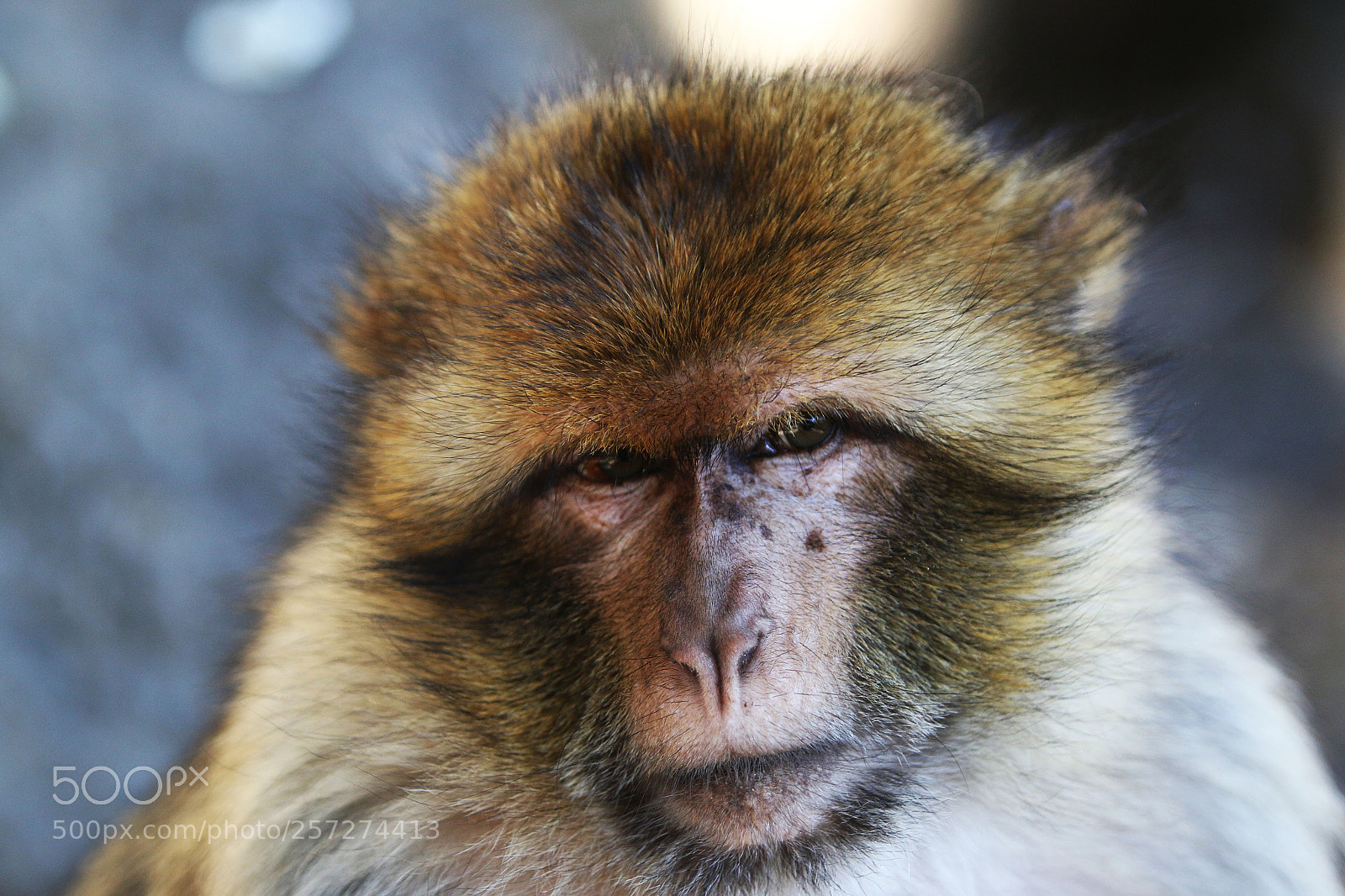Canon EOS 70D sample photo. Img photography