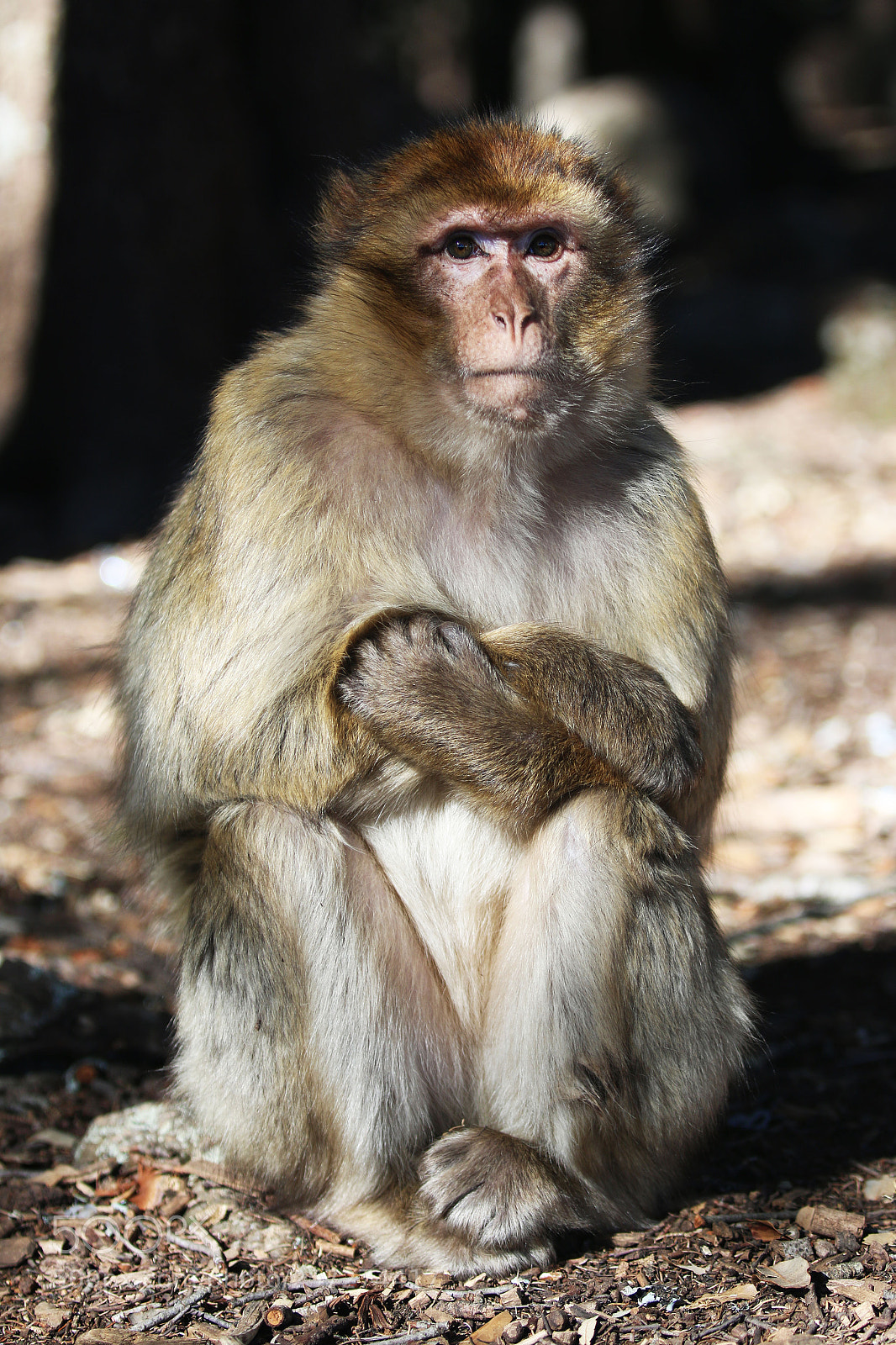 Canon EOS 70D sample photo. Img photography