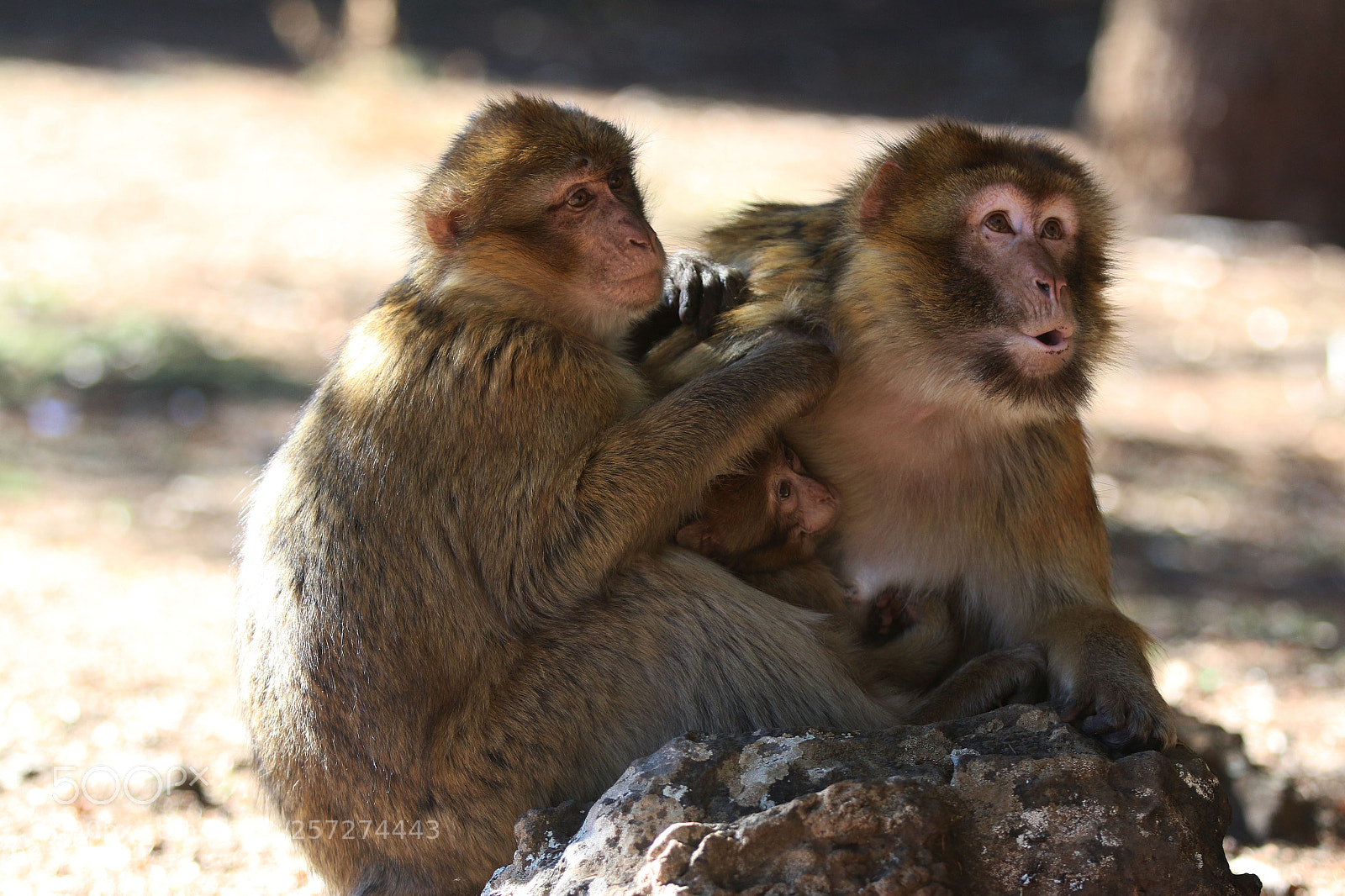 Canon EOS 70D sample photo. Img photography