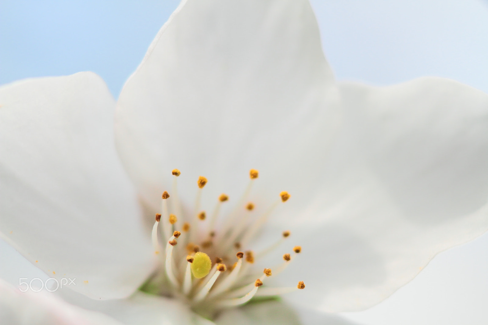 Canon EOS 7D + Canon EF 50mm F1.8 II sample photo. Cherry blossom photography