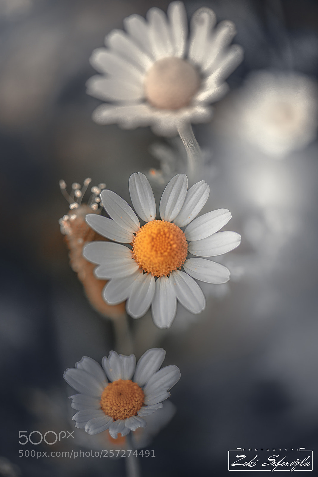 Nikon D810 sample photo. Papatya falları photography