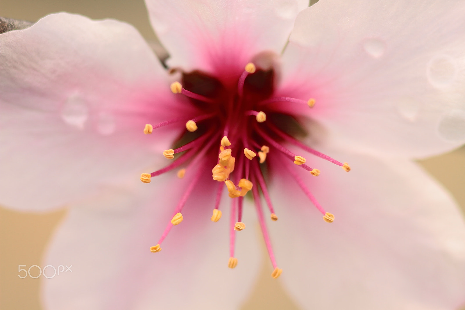 Canon EOS 7D sample photo. Cherry blossom photography