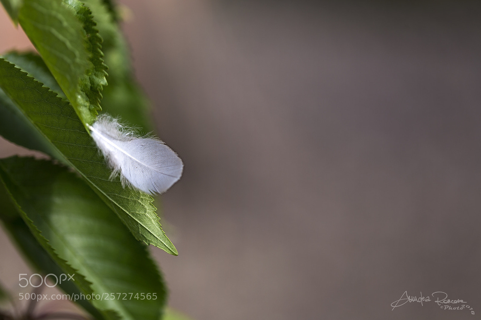 Canon EOS 6D sample photo. Untitled photography