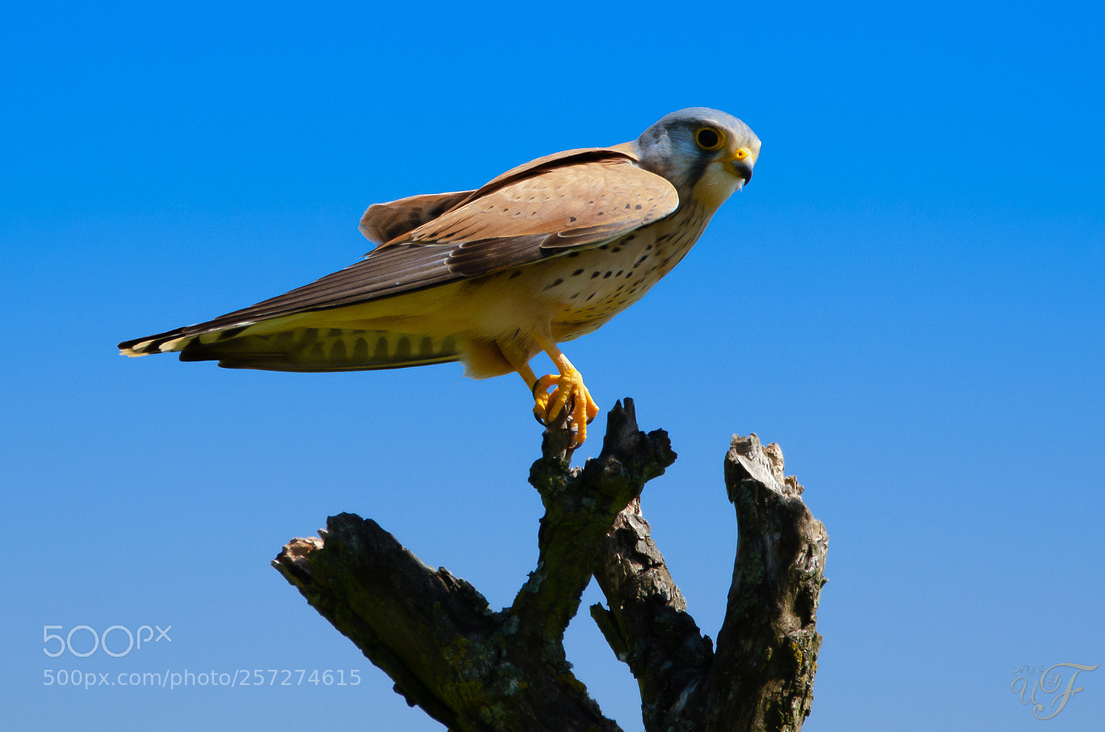 Nikon D5100 sample photo. Falke ! (falcon) photography