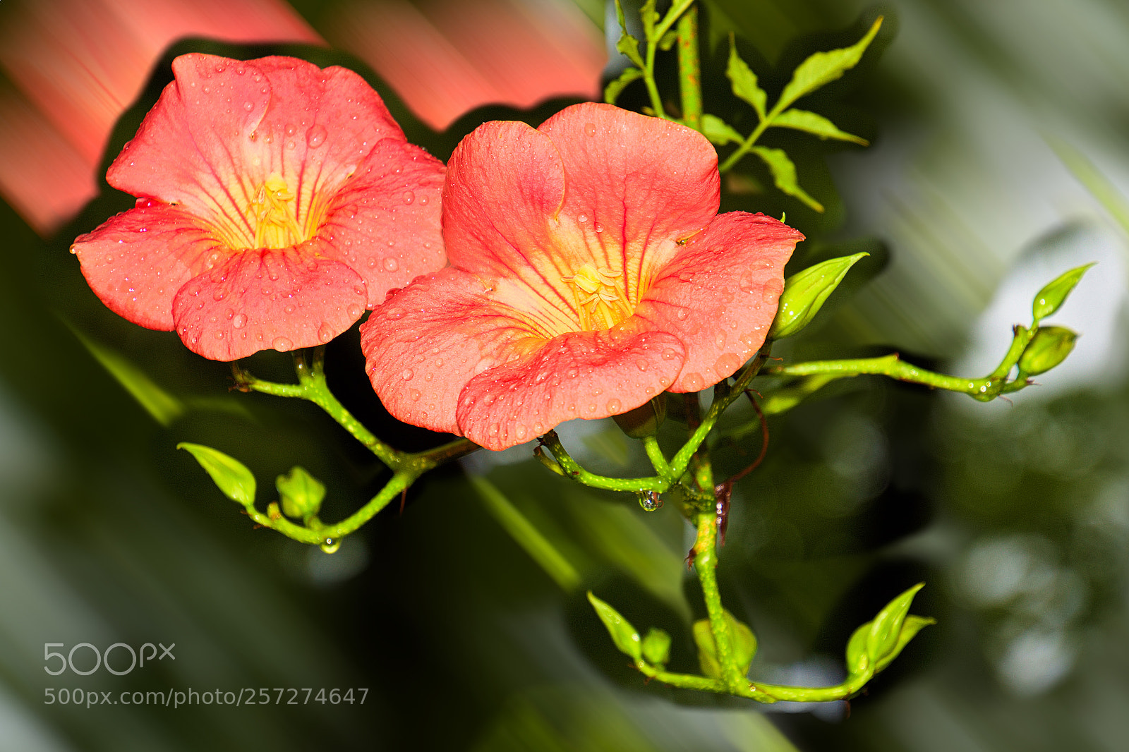 Nikon D5500 sample photo. Trumpet flower photography