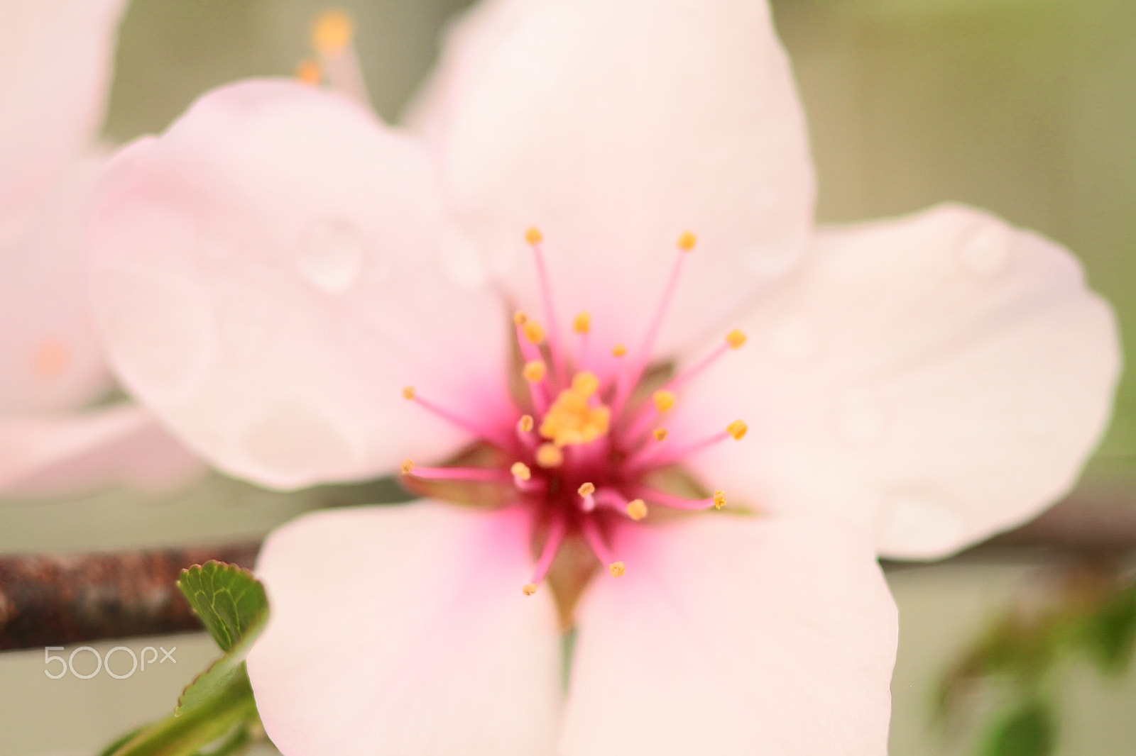 Canon EOS 7D + Canon EF 50mm F1.8 II sample photo. Cherry blossom photography