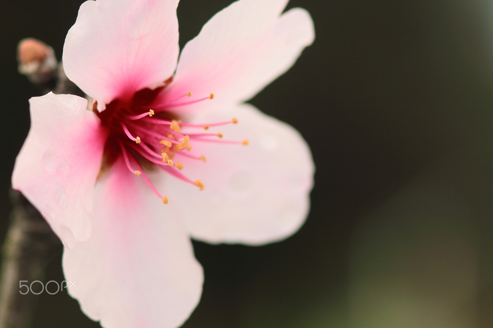 Canon EOS 7D + Canon EF 50mm F1.8 II sample photo. Cherry blossom photography