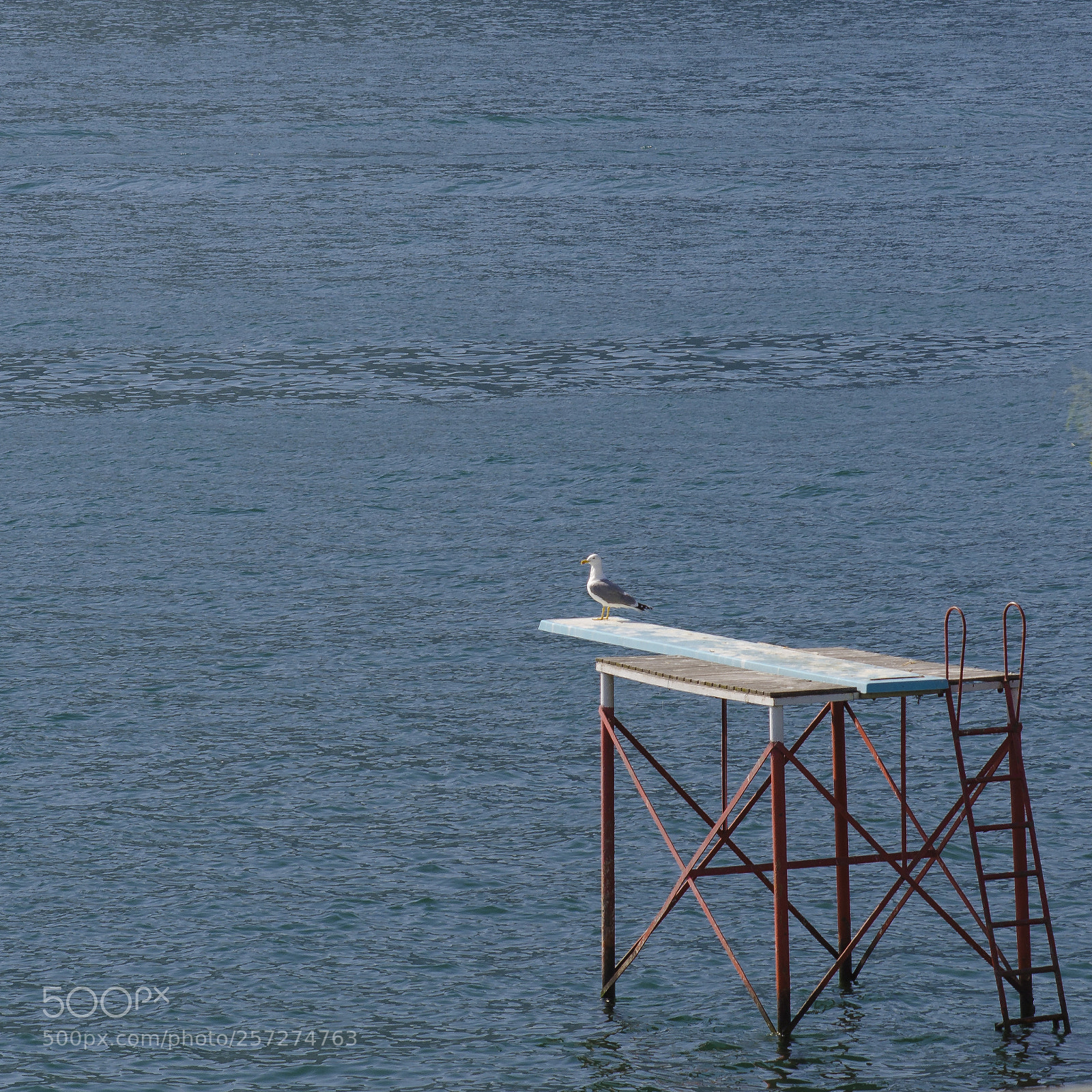 Nikon D7000 sample photo. The observer photography
