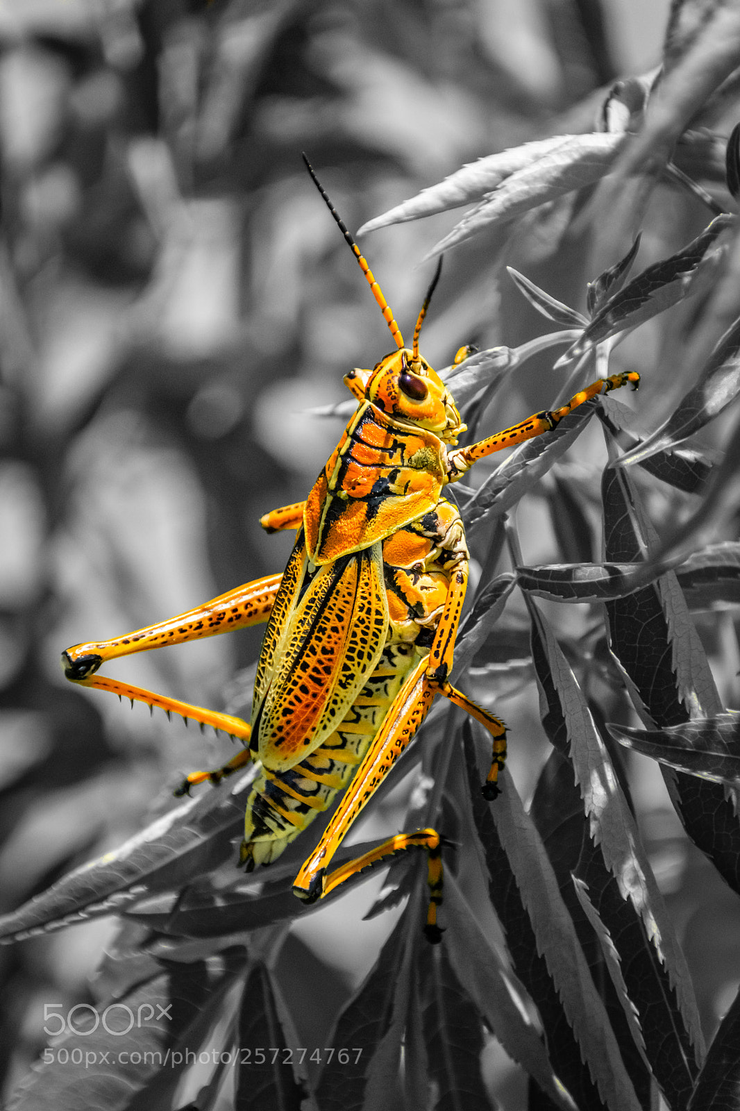 Nikon D5300 sample photo. Grass hopper photography