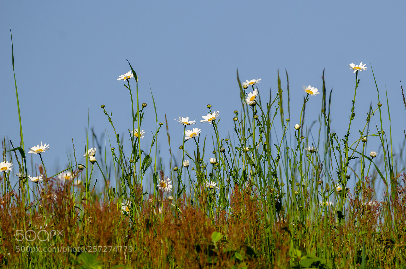 Nikon D5100 sample photo. Frühlingswiese ! (spring meadow) photography