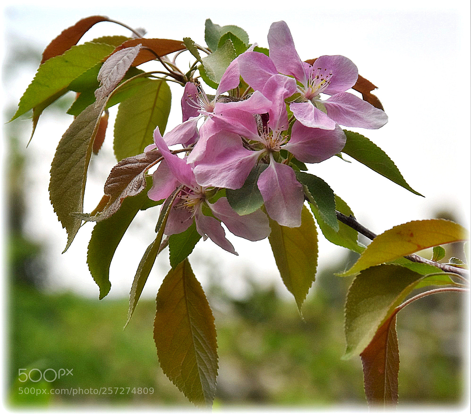Nikon D7200 sample photo. "blossom  and leafs" photography